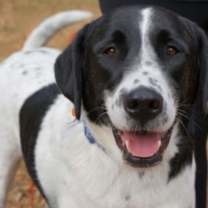 Black and White Great Pyrenees mix