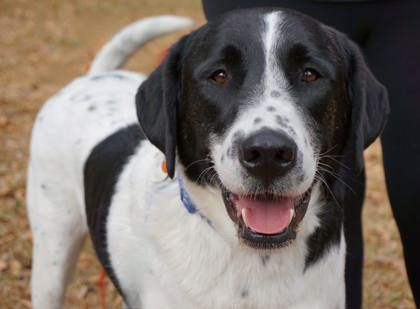 Black and White Great Pyrenees mix