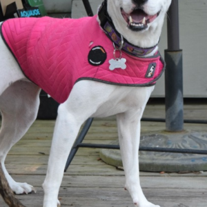 Hera